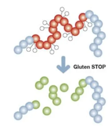 Diagrama Gluten STOP — la enzima AN-PEP fragmenta el gluten