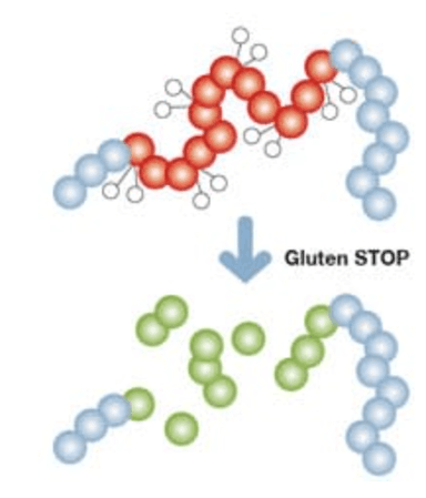 Diagrama Gluten STOP — la enzima AN-PEP fragmenta el gluten